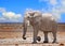 Large Bull Elephant walking across Etosa Plains in bright daylight