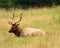 Large bull elk