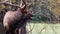 Large Bull Elk Bugling Over His Harem During the Autumn Rut