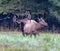 Large bull elk at Cataloochee approaches a female during fall rut