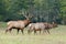 Large Bull Elk checks on his harem.