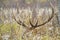 Large bull elk laying in a weed field