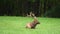 Large Bull Elk Lays Down in Grass
