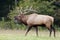 Large Bull Elk in rutting season.