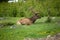 A large bull Elk sitting in a meadow