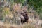 Large bull elk standing and bugling on a hillside in tall grass