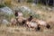 Large bull elk standing and bugling on a hillside in tall grass