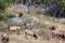 Large bull elk standing and bugling on a hillside in tall grass