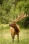 Large bull elk standing in field with large antlers in full summer velvet