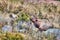 Large bull elk standing on a hillside in tall grass done in paint mode