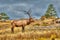 Large bull elk standing on a hillside in tall grass done in paint mode