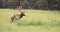 Large Bull Elk Western Wildlife Yellowstone National Park