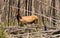 Large Bull Elk Western Wildlife Yellowstone National Park