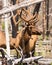 Large Bull Elk Western Wildlife Yellowstone National Park