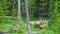 Large Bull Elk Western Wildlife Yellowstone National Park