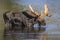 Large Bull Moose Foraging at the Edge of a Lake in Autumn