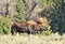 Large Bull Moose grazing in a field in Colorado.
