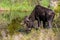 A Large Bull Moose Grazing in a Mountain Meadow