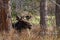A Large Bull Moose Resting in a Mountain Meadow