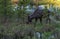 A Large Bull Moose with Velvet Antlers Strolling Through the Wetlands in Spring