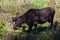 A Large Bull Moose with Velvet Antlers Strolling Through the Wetlands in Spring