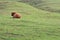 Large bull resting in grass