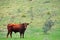 Large Bull Staring in Pasture