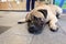 Large bullmastiff with big brown eyes and boring face lying down