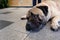 Large bullmastiff with big brown eyes and boring face lying down