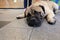 Large bullmastiff with big brown eyes and boring face lying down