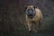 Large bullmastiff walking down a trail against the blurry background