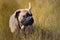 A LARGE BULLMASTIFF WALKING THROUGH A GOLDEN COLORED FIELD OF TALL GRASS LOOKING LEFT