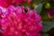 A large bumblebee crawls deep into the pink-red flowers to collect nectar from this rhododendron on the royal estate De Horsten in