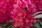 A large bumblebee crawls deep into the pink-red flowers to collect nectar from this rhododendron on the royal estate De Horsten in