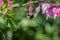 Large bumblebee hanging from pink bleeding heart flower