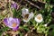 A large bumblebee seeks nectar inside a crocus