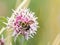 Large Bumblebee on Showy Milkweed