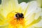 large bumblebee sits on a chrysanthemum flower yellow hue