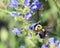 Large Bumblebee in Wild Blue Flowers