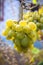 Large bunch of fresh ripe grapes hangs on branch. Autumn harvest of wine grapes. Close-up.