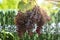 Large bunch of grapes hang from a vine, Close Up of red wine grapes