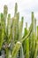 A large bunch of green cactuses, sky in the background