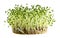 Large bunch of micro greenery closeup on white, isolated