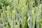 A large bunch of narrow green cactuses