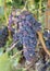 Large bunch of purple wine grapes on the grapevine