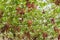 Large bunch of red wine grapes hang from a vine with green leaves