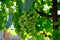 Large bunch of white grapes green bunches of berries.