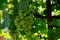 Large bunch of white grapes green bunches of berries.