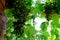 Large bunch of white grapes green bunches of berries