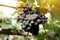 Large bunch of wine grapes hangs from grapes